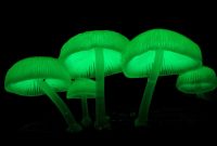 do you know? luminous mushrooms
