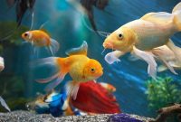 do you know? 15 interesting facts about fish