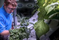 do you know? can plants grow in space?