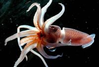 do you know? differences squid, cuttlefish, and octopus