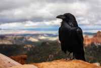 do you know? crow, intelligent bird