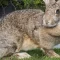 do you know? flemish giant, world's largest rabbit