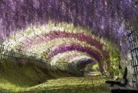 do you know? fuji flowers, the beauty that spreads