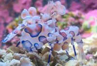 do you know? harlequin shrimp, which inedible