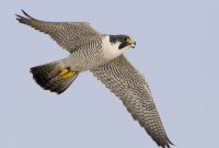 do you know? peregrine falcon, world's fastest animal