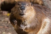 do you know? beaver, an animals that's good at make dams