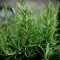 do you know? rosemary, mosquito repellent plant