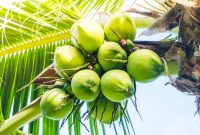 do you know? coconut tree, multipurpose tree