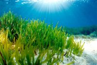 do you know? Seagrass, flower plants on the seabed