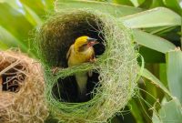 do you know? weaver bird, good at making nest
