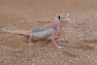 do you know? gecko that glows in the dark