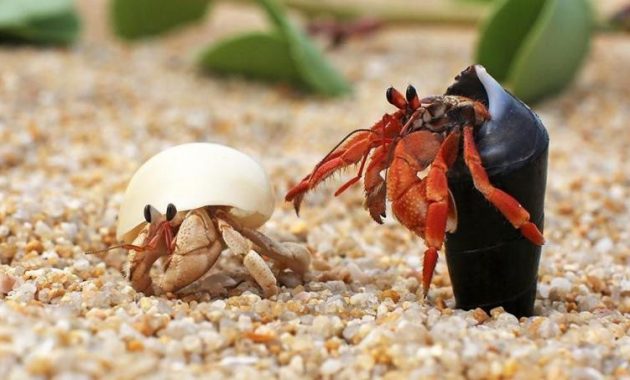 Do You Know? Hermit Crab, Sea Animals that Like to Change Houses