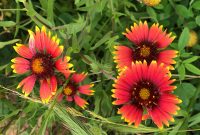 do you know? indian blanket flowers, which butterflies like