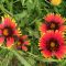 do you know? indian blanket flowers, which butterflies like
