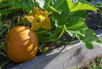 do you know? pumpkin ofter for halloween decorations